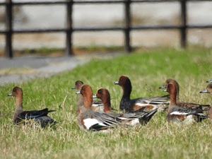 ヒドリガモの群れ