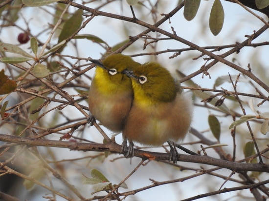 メジロの目白押し!