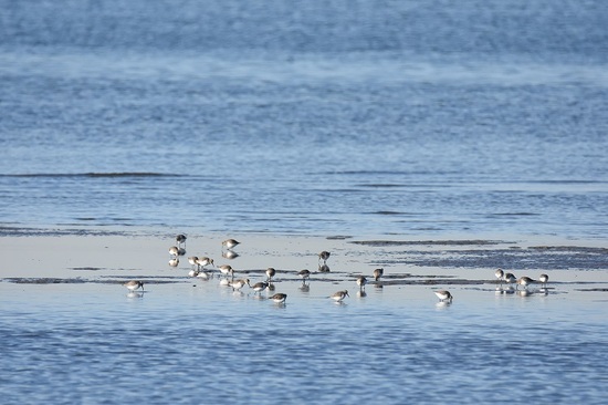 ハマシギ 採餌中