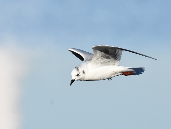 ズグロカモメの飛翔