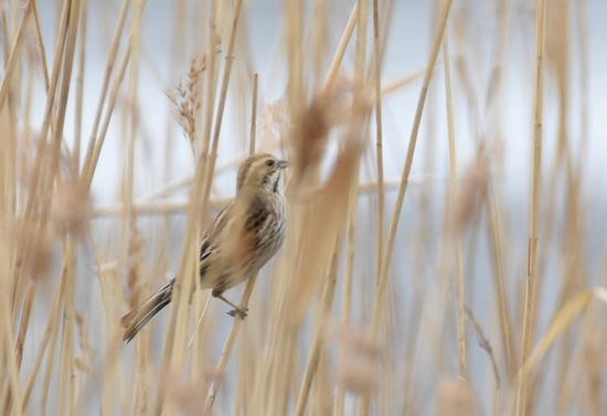 オオジュリン（藤前干潟）