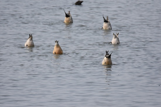 食事に夢中のオナガガモ