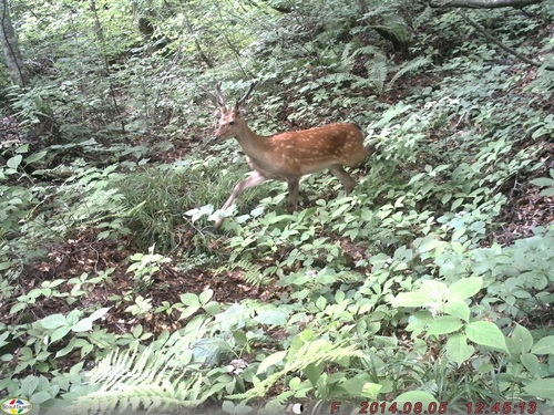 自動撮影カメラで撮影されたニホンジカ