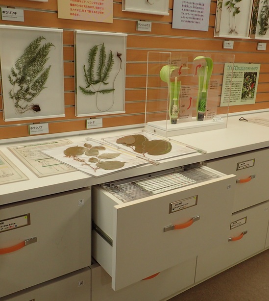 足羽山の植物標本