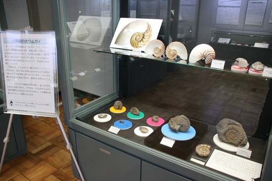 特別展の化石たち