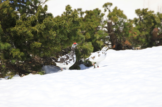 火打山春のライチョウ
