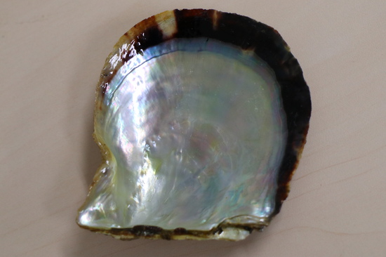 アコヤ貝 伊勢志摩 国立公園 真珠