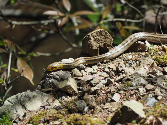 シマヘビ 矢持町 ウォーキング