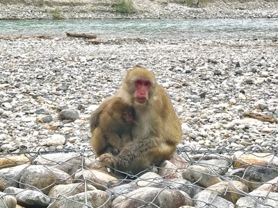 ニホンザル