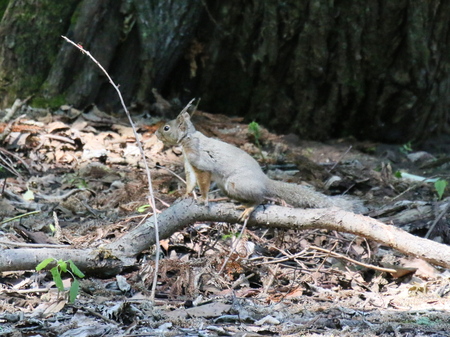 枝の上でひとやすみ