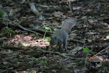 落ち葉の上を走りまわるニホンリス
