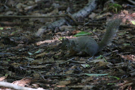落ち葉の中に餌を発見