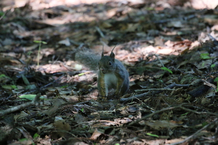 衣替え中のニホンリス