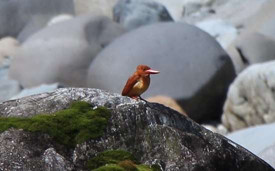 アカショウビン