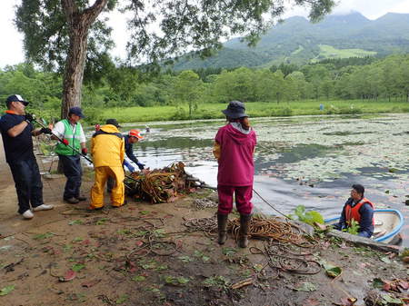 スイレンを引き上げます