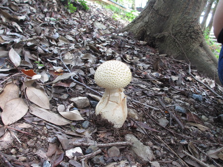 横山英語ガイド Yokoyama English Guided Walk