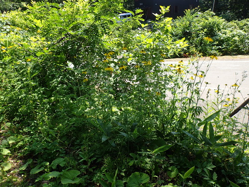 オオハンゴンソウ