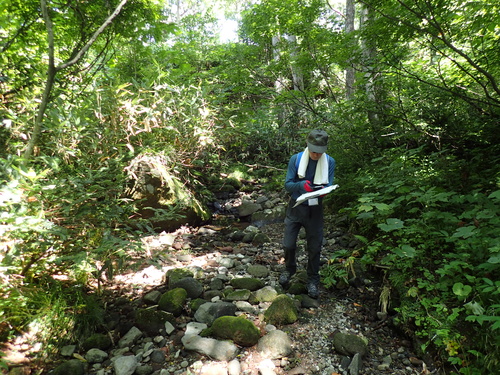 沢沿いのオオハンゴンソウの広がりを調べるボランティアさん