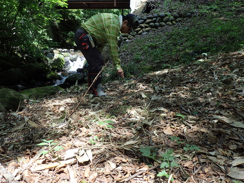 草刈り後の場所で赤ちゃん苗を発見