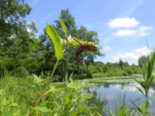 草の先端につかまるバッタ