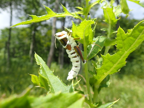 高いところから胞子を飛ばします