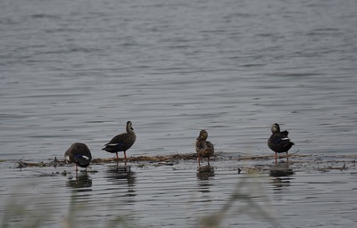 漂うヨシの上で休息するカルガモ