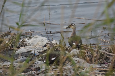 ごみの横で休息するカルガモ