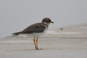 コチドリ（若）