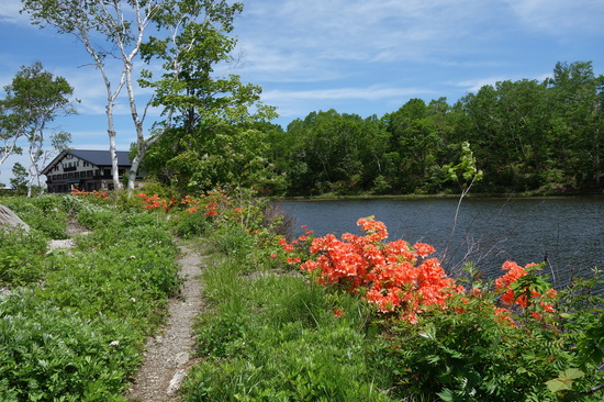 蓮池のレンゲツツジ