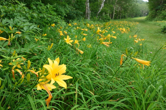 蓮池スキー場でもニッコウキスゲが見頃です。