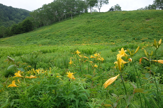 田ノ原湿原でもニッコウキスゲが見頃です