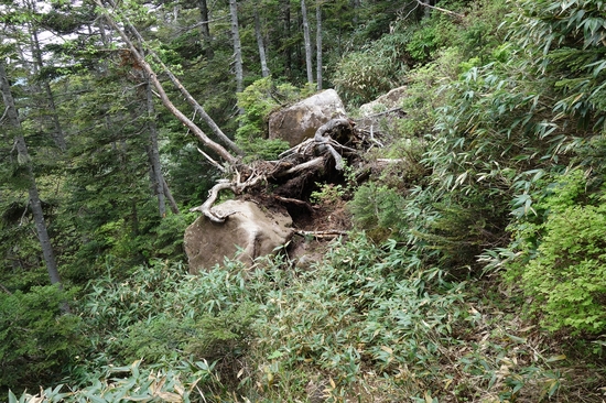 登山道上の落石