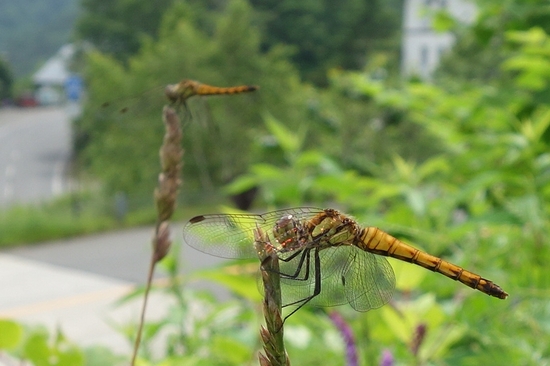 事務所で撮影したアキアカネの写真