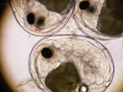 藤前干潟　テッポウエビの卵