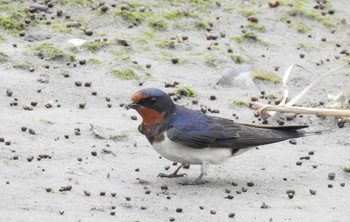 干潟で泥をついばむツバメ