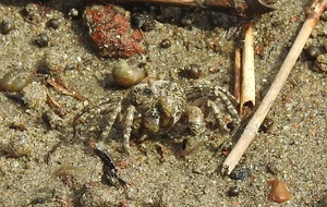 藤前干潟のコメツキガニ