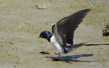 干潟に降り立つツバメ