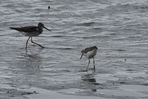 8月14日 アオアシシギ