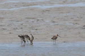 9月12日 藤前干潟の中州にオグロシギが飛来