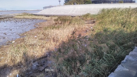 藤前干潟　永徳スリップ