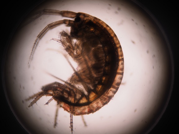 藤前干潟で採取したヨコエビ