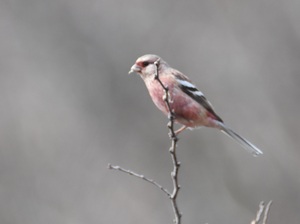 2020年2月19日　ベニマシコ♂　藤前干潟鳥獣保護区にて