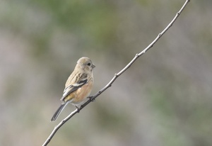 2020年2月19日　ベニマシコ♀　藤前干潟鳥獣保護区にて