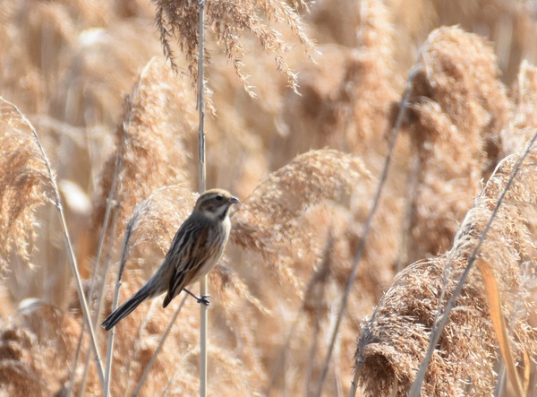 2020年2月21日　オオジュリン　飛島干潟（愛知県）
