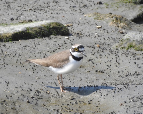 2018年3月14日　藤前干潟　コチドリ
