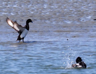 2020年4月9日　藤前干潟・永徳スリップから見た干潟