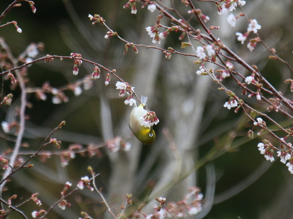 メジロとヤマザクラ