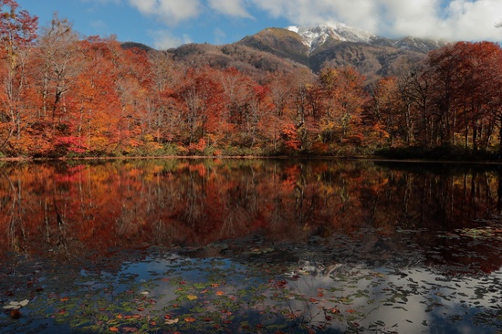 紅葉と雪 秋の刈込池