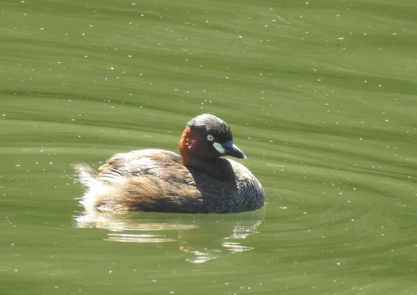 2020年5月7日カイツブリ@名古屋市内