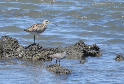 2020年5月7日チュウシャクシギとキアシシギ@藤前干潟